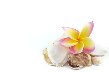Plumeria flowers and sea shells..isolated on white