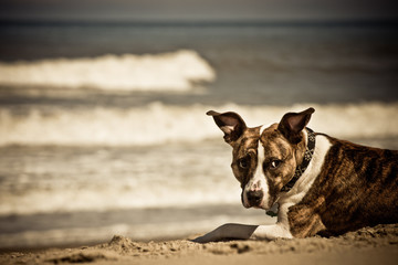 Dog on the Beach