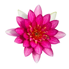 Colorful pink water lilly on white background