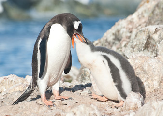 Adult gentoo penguin feeding chick.
