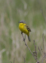 Male yellow wagtail (Motacilla flava) sitting on a branch.