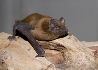 Noctule redhead sitting on a tree branch.