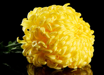 bright yellow chrysanthemum, on black background