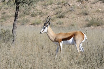 SDpringbuck (Antidorcus marsupialis) ram in the Kgalagadi