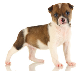 Beautiful little puppy isolated on white