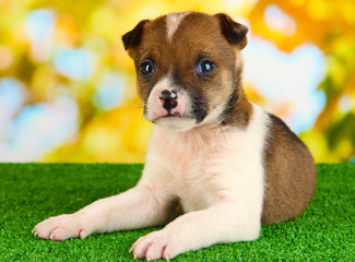 Beautiful little puppy on green grass on natural backgraund