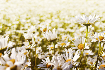 Field of daisies