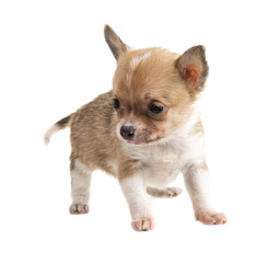 Chihuahua