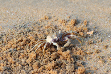 small crab on beach