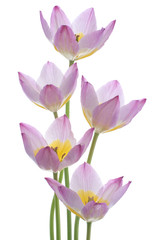 Obraz na płótnie Canvas tulipan