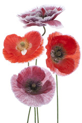 Fototapeta premium MAK