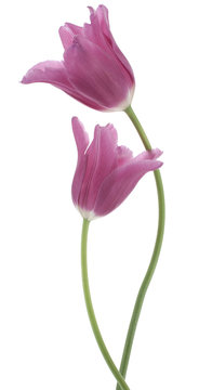 tulip