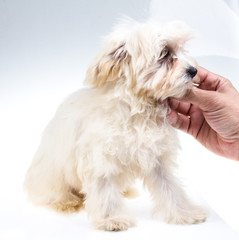 Colour lap-dog in studio