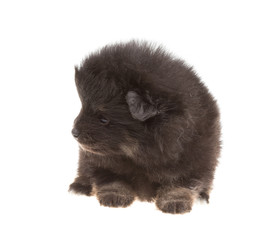 Obraz premium Portrait of pomeranian spitz