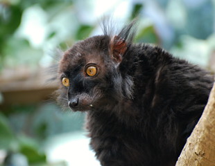 Black lemur © catchenka