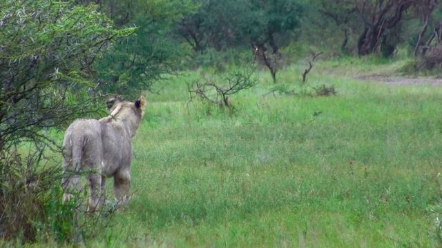 Chasse de lions