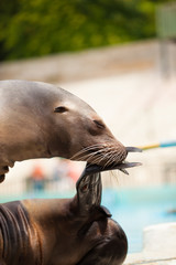 Fototapeta premium sea lion