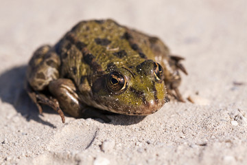 Little frog sitting on the ground