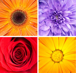 Flower collage