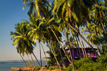 Beautiful house framed by palm trees on the sea shore. Goa, Indi