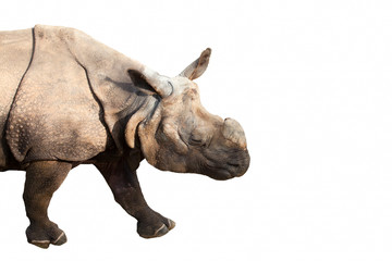Obraz premium rhinoceros on white background