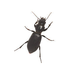 Black bug on a white background
