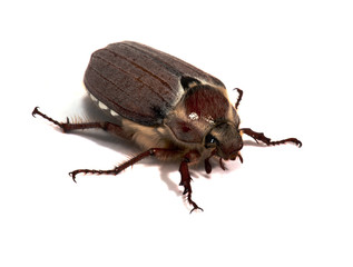 Cockchafer on a white background