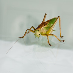 Grasshopper