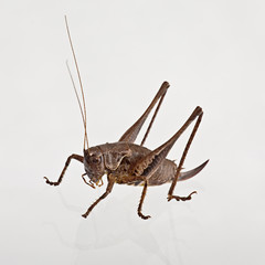 Locust