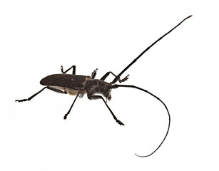 Black bug on a white background