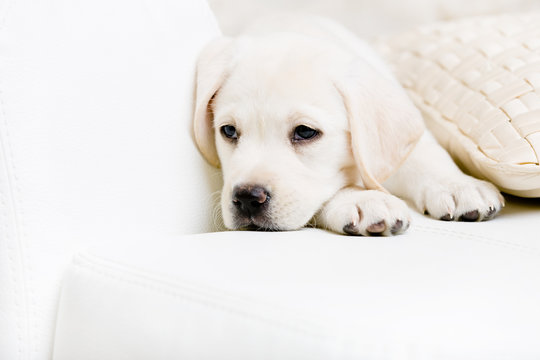 Close up of sad labrador puppy lying on the white leather sofa