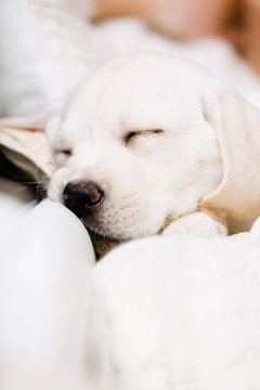 Close up of sleeping Labrador puppy on the hands