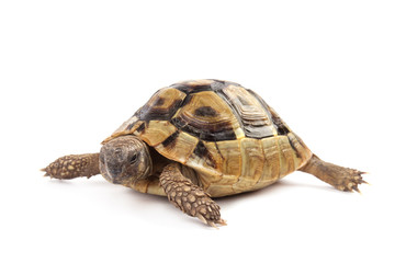 Fototapeta premium Turtle isolated on white background