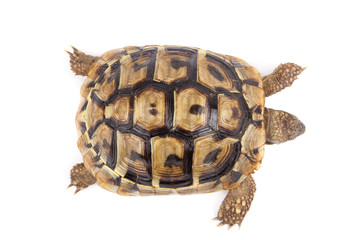 Turtle isolated on white background