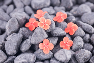 Fototapeta na wymiar Ixora Książę Pomarańczowe kwiaty na czarnym zen kamieni