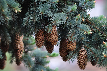 branch of fir