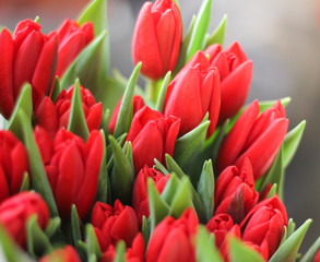 Rote Tulpen