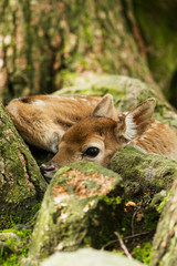 Young Fallow Deer