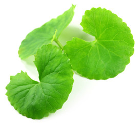 Medicinal thankuni leaves