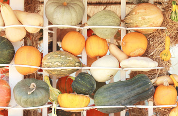 Many kind of dried squash,pumpkin.