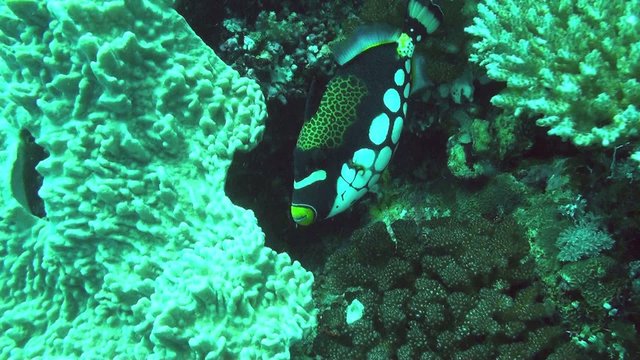 6 clown trigger clips