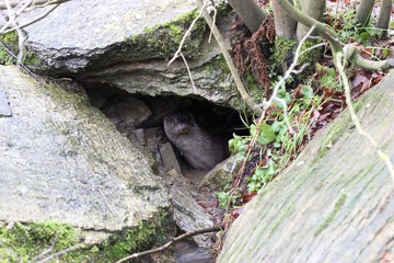 Junger Fischotter im Versteck