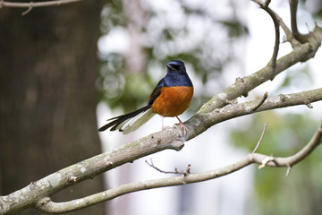 male White-rumped Shama,Copsychus malabaricus