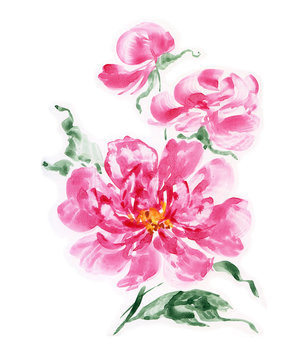 Watercolor painting pink peonies