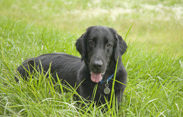 Flat-coated retriever