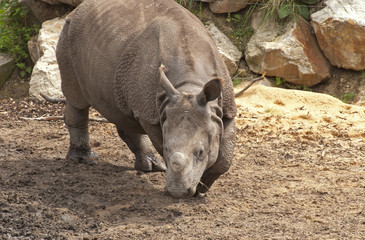 Indian rhinoceros