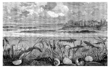 Prehistory - Sea Animals - Carboniferus
