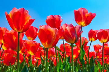 Red tulips on a blue background.