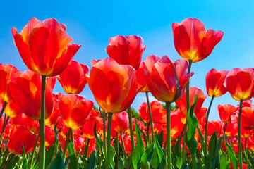 Fototapeta premium Red tulips on a blue background.