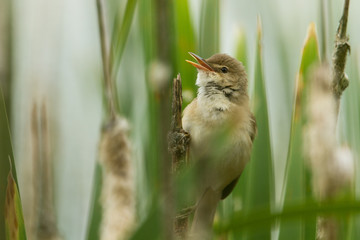 Marsh Warbler